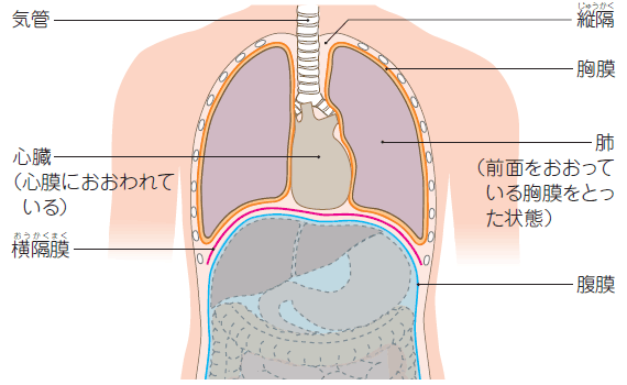 呼吸説明の図
