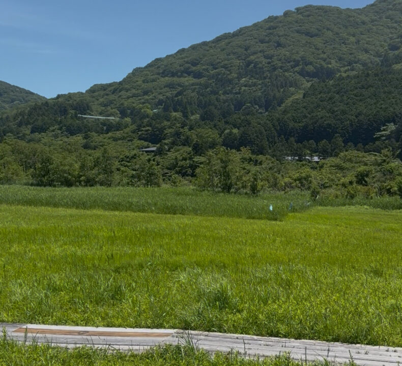 箱根の草原
